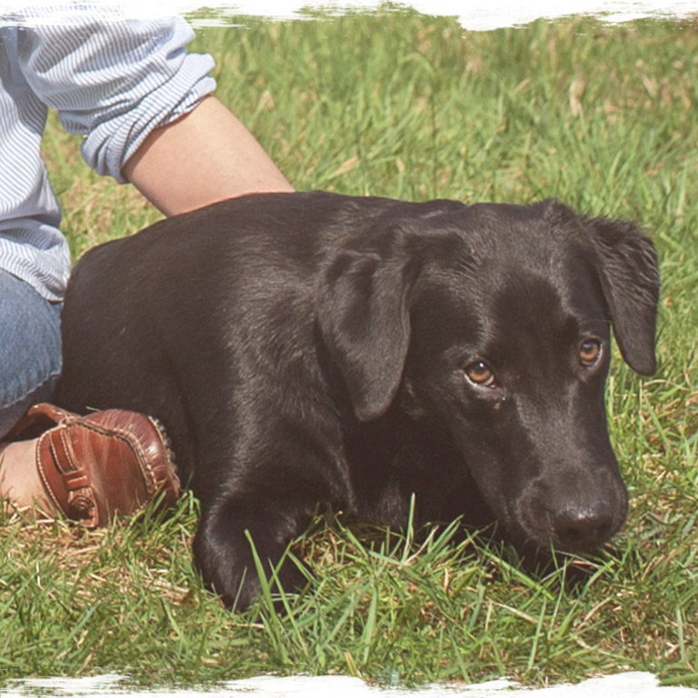 Tellington TTouch® Hundetraining in Düsseldorf &amp; Umgebung