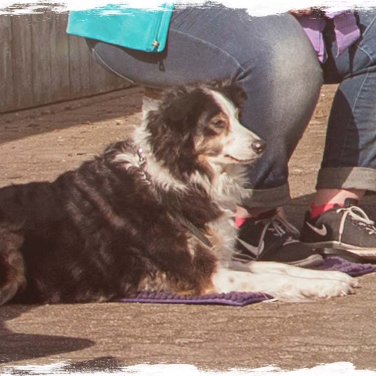 Tellington TTouch® Hundetraining in Düsseldorf &amp; Umgebung